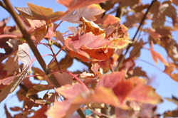 Acer x freemanii 'Autumn Blaze' — photo 1